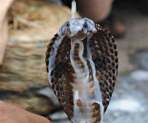 Happy Nag Panchmi 2021: नाग देवता को पिलाएं दूध मीठा, आपके घर में हो धन-समृद्धि की वर्षा