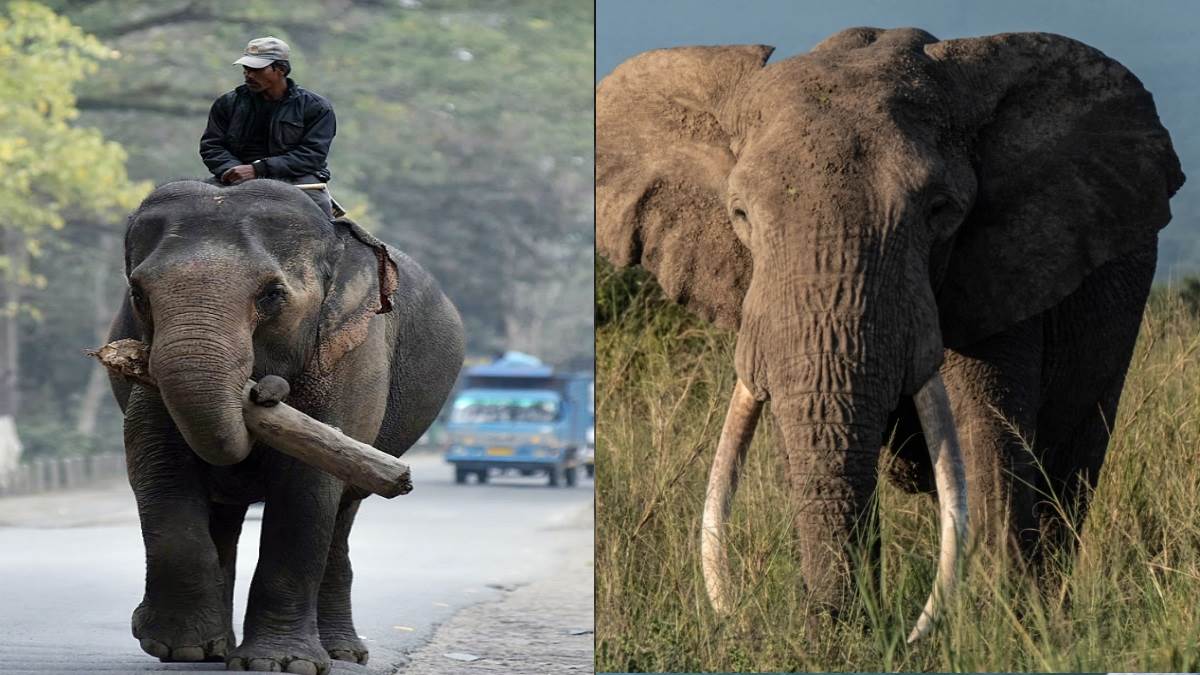 World Elephant Day 2022: एशियाई (बाएं) और अफ्रीकी (दाएं) हाथियों में कई अंतर हैं। फोटो - एजेंसी