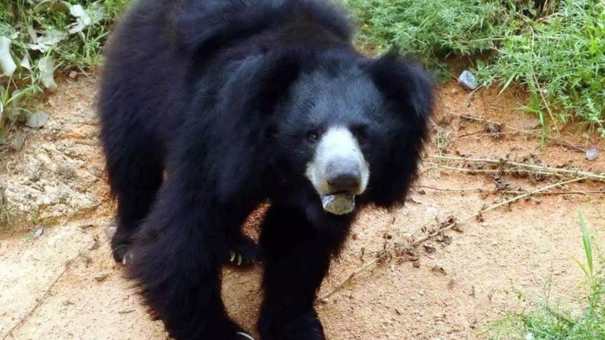 Chaibasa News: तीन दिन बाद भी भालू को नहीं पकड़ पाए वन विभाग के अधिकारी