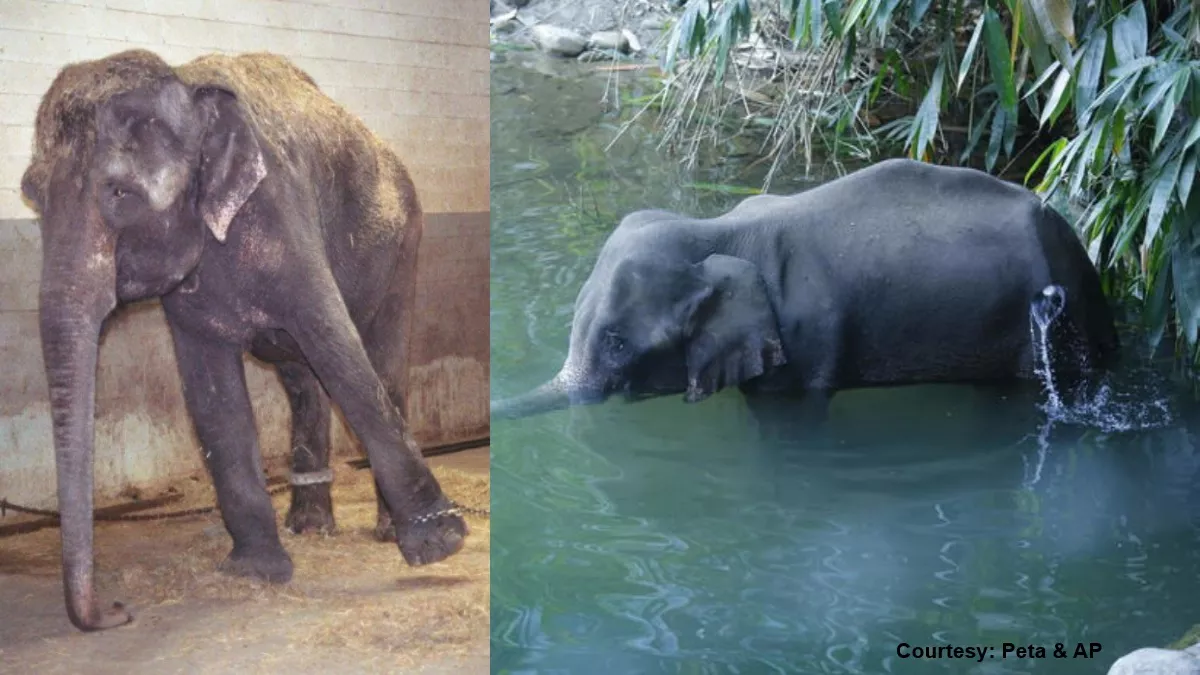 World Elephant Day 2022: हाथियों के संरक्षण के लिए 16 राज्यों में चल रहा प्रोजेक्ट एलिफेंट।