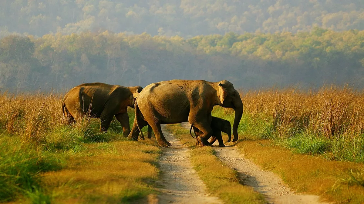 World Elephant Day 2022: PM मोदी ने की हाथियों की रक्षा करने वालों की सराहना, कहा- सभी एशियाई हाथियों का लगभग 60% हिस्सा भारत में