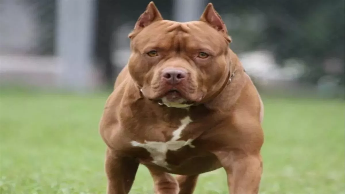 Pitbull Dog: गुरुग्राम में पिटबुल कुत्ते ने महिला पर किया जानलेवा हमला, डॉग की मालकिन के खिलाफ केस दर्ज