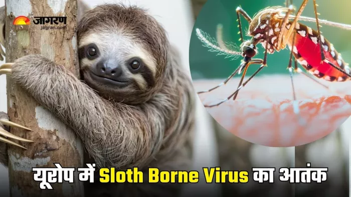 यूरोपीय देशों में स्लॉथ में पाए जाने वाले इस वायरस का कहर (Picture Courtesy: Freepik)