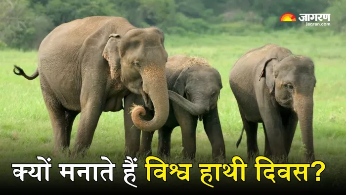 बेहद खास है World Elephant Day 2024 की थीम (Picture Courtesy: Freepik)