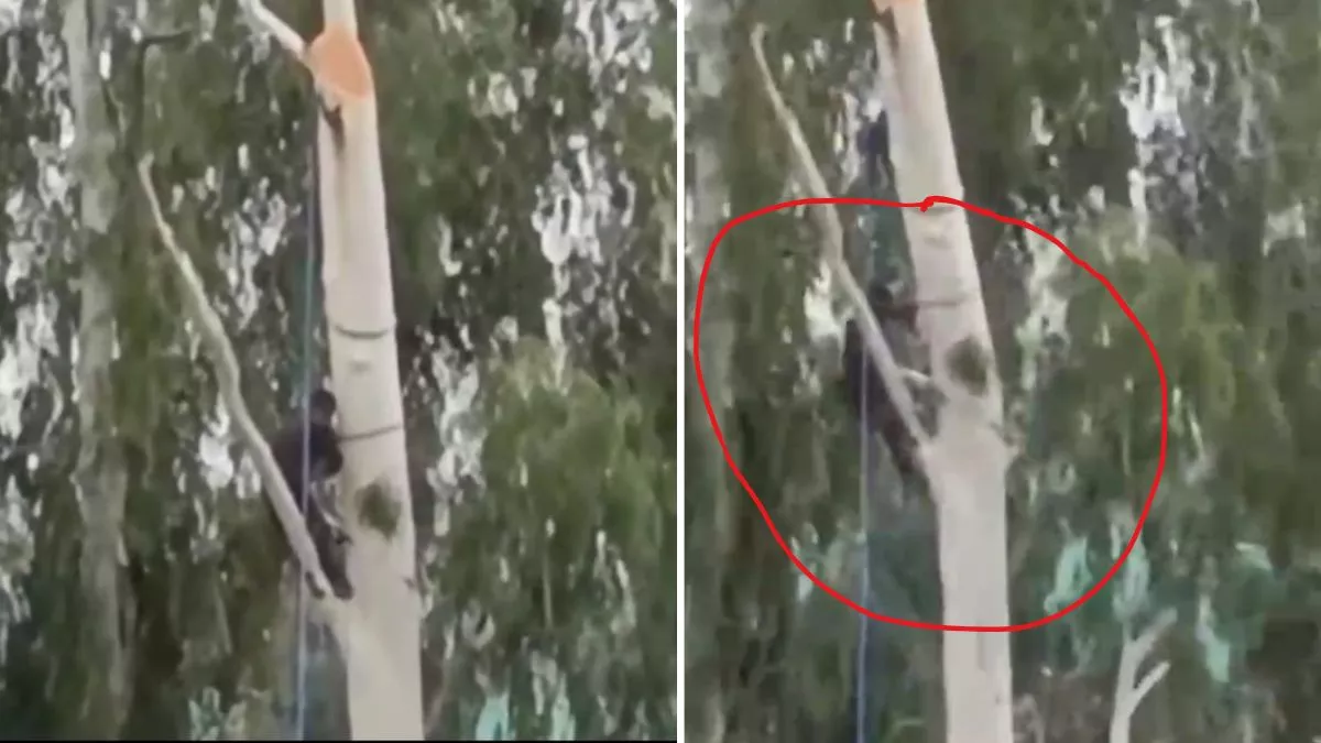 Himachal News: घुमारवीं में पेड़ काटते स्लीपर समेत नीचे गिरा व्यक्ति, खौफनाक वीडियो हो रहा वायरल