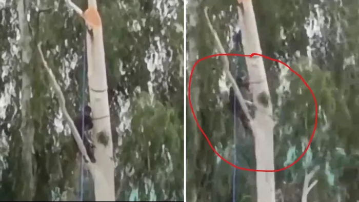 घुमारवीं में पेड़ से गिरकर व्यक्ति की मौत हो गई।