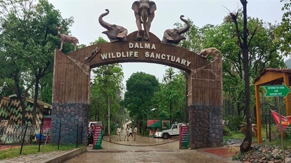 elephants disappearing from dalma