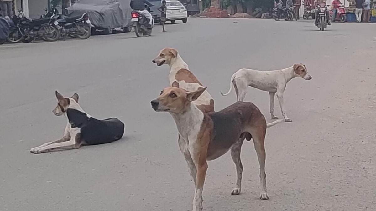 https://www.jagranimages.com/images/newimg/12082025/12_08_2025-dog_24010982.jpg