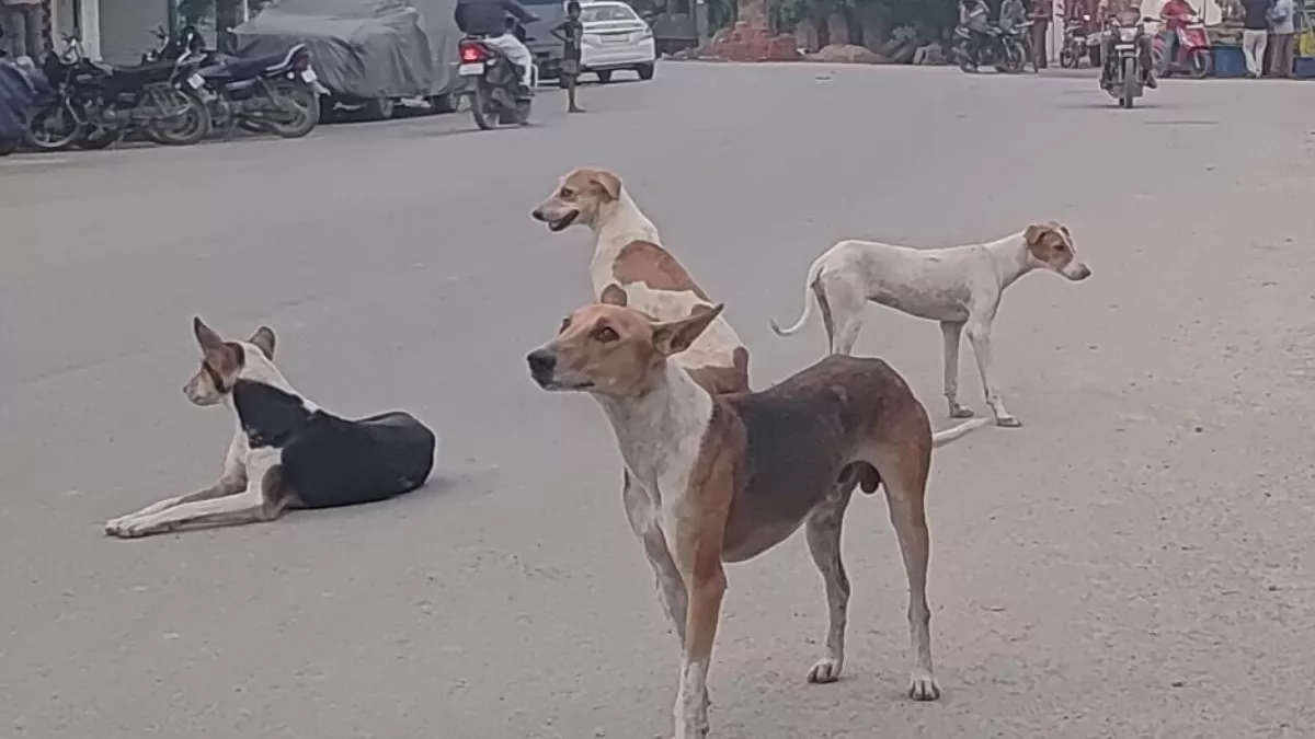 जौनपुर में आवारा कुत्तों का आतंक, दो वर्षों में कुत्‍तों ने 81 हजार को काट कर किया घायल