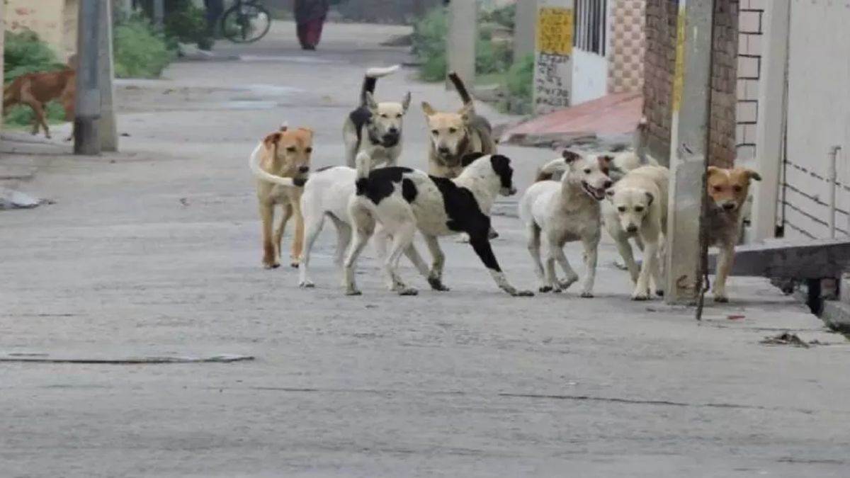 ncr ghaziabad dog bites over 1000 seek rabies vaccine in a day