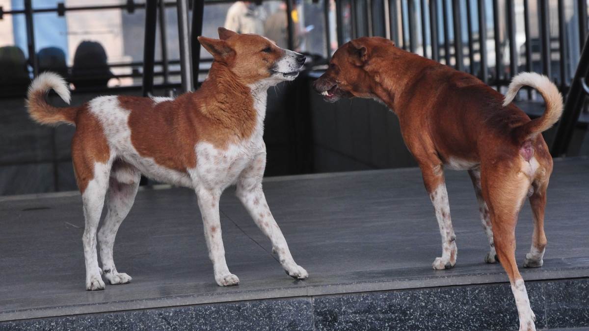 https://www.jagranimages.com/images/newimg/12082025/12_08_2025-dogs_24010421.jpg