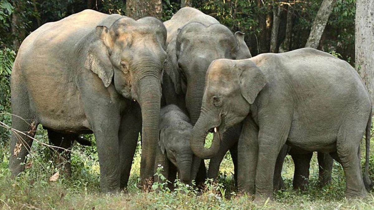 https://www.jagranimages.com/images/newimg/12082025/12_08_2025-elephant_24010753.jpg