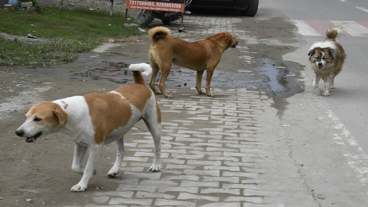 https://www.jagranimages.com/images/newimg/12082025/12_08_2025-stray_dogs_24010741.jpg