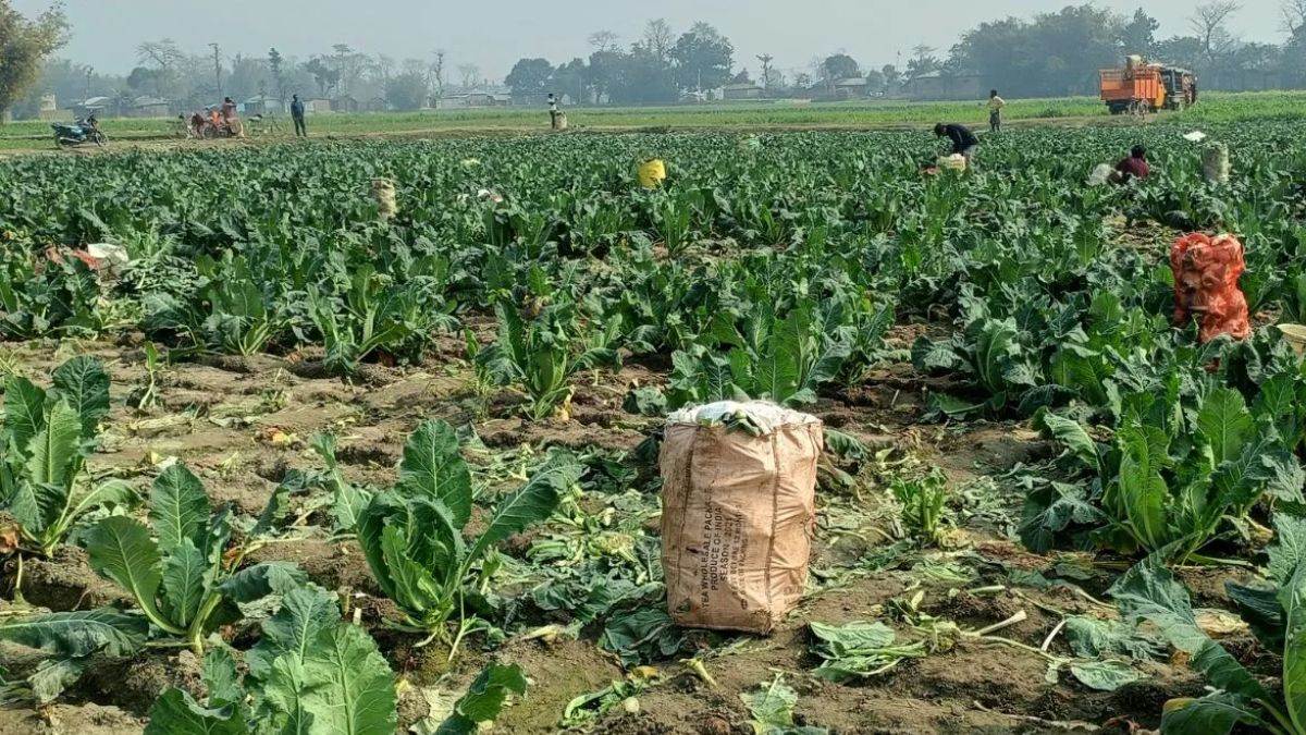 https://www.jagranimages.com/images/newimg/12082025/12_08_2025-vegetable_farmer_24010597_11207582.jpg