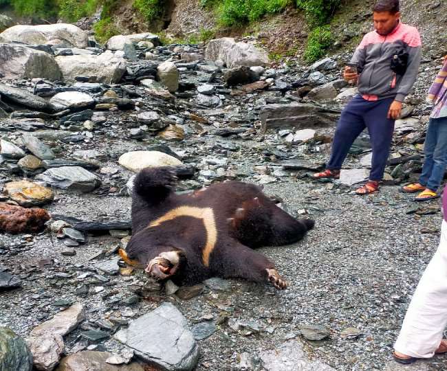 खनियारा के साथ लगते जल विद्युत परियोजना के पावर हाउस से कुछ दूरी पर एक मादा भालू मृत मिली है।