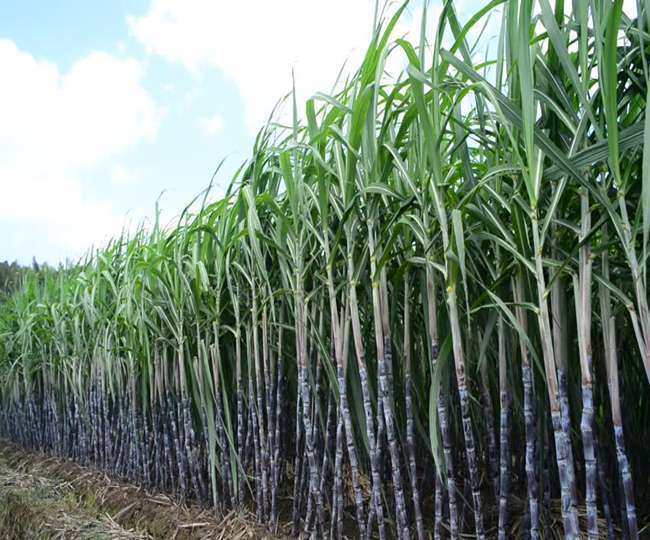 Amid expectations of further increase in sugar prices in the global market