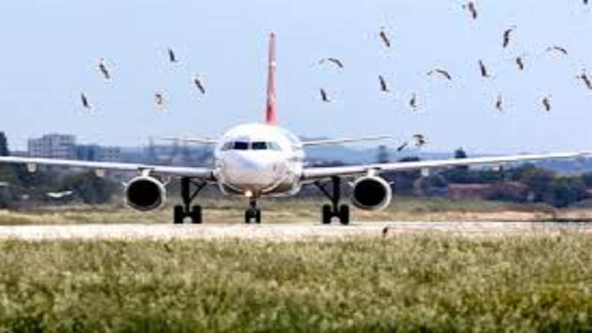 https://www.jagranimages.com/images/newimg/12092025/12_09_2025-bird_in_airfield1_24044670.jpg