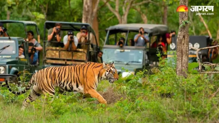 कालेसर नेशनल पार्क में फिर शुरू होगी जंगल सफारी