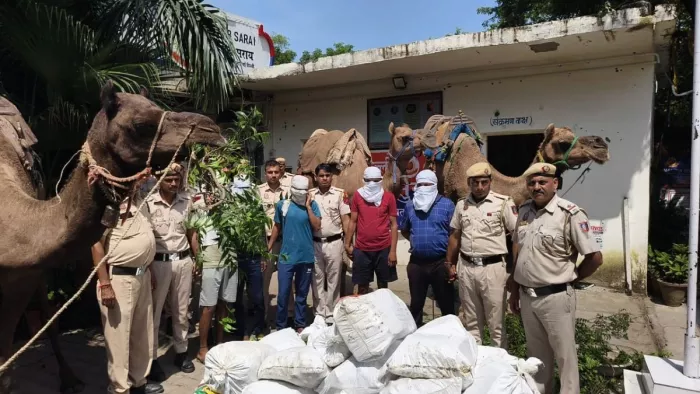 ऊंटों पर शराब तस्करी करते पांच गिरफ्तार, पुलिस ने किया भंडाफोड़। जागरण