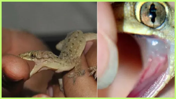 Shocking Lizard Bites: स्कूल में छिपकली का हमला, 10 साल के बच्चे को ...
