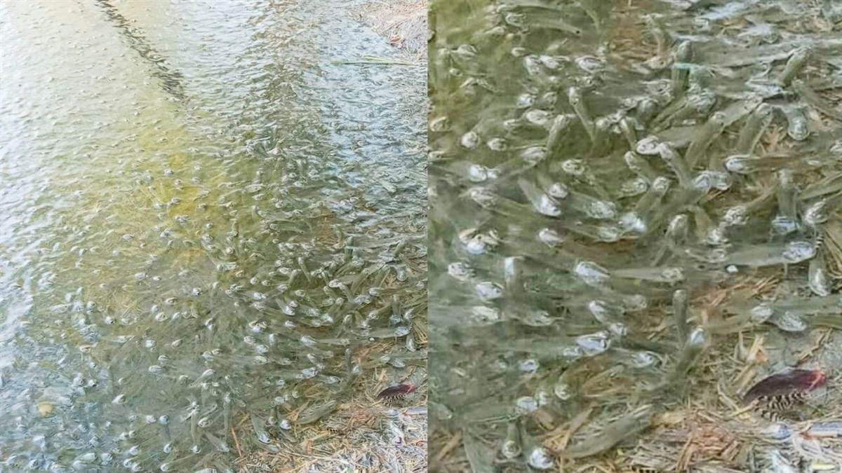 https://www.jagranimages.com/images/newimg/12092025/12_09_2025-rotten_fish_24044731.jpg
