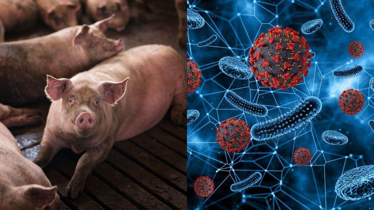 https://www.jagranimages.com/images/newimg/12092025/12_09_2025-swine_flu_24044101.jpg