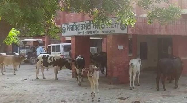 किसानों ने मंडी में घूम रहे पशुओं को घेरकर मार्केट कमेटी दफ्तर परिसर में बंद किया