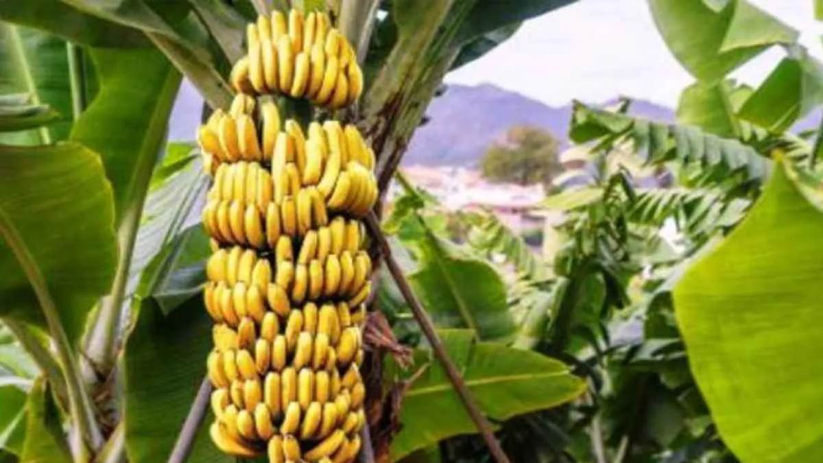 https://www.jagranimages.com/images/newimg/12102022/12_10_2022-banana_farming_23135309.jpg