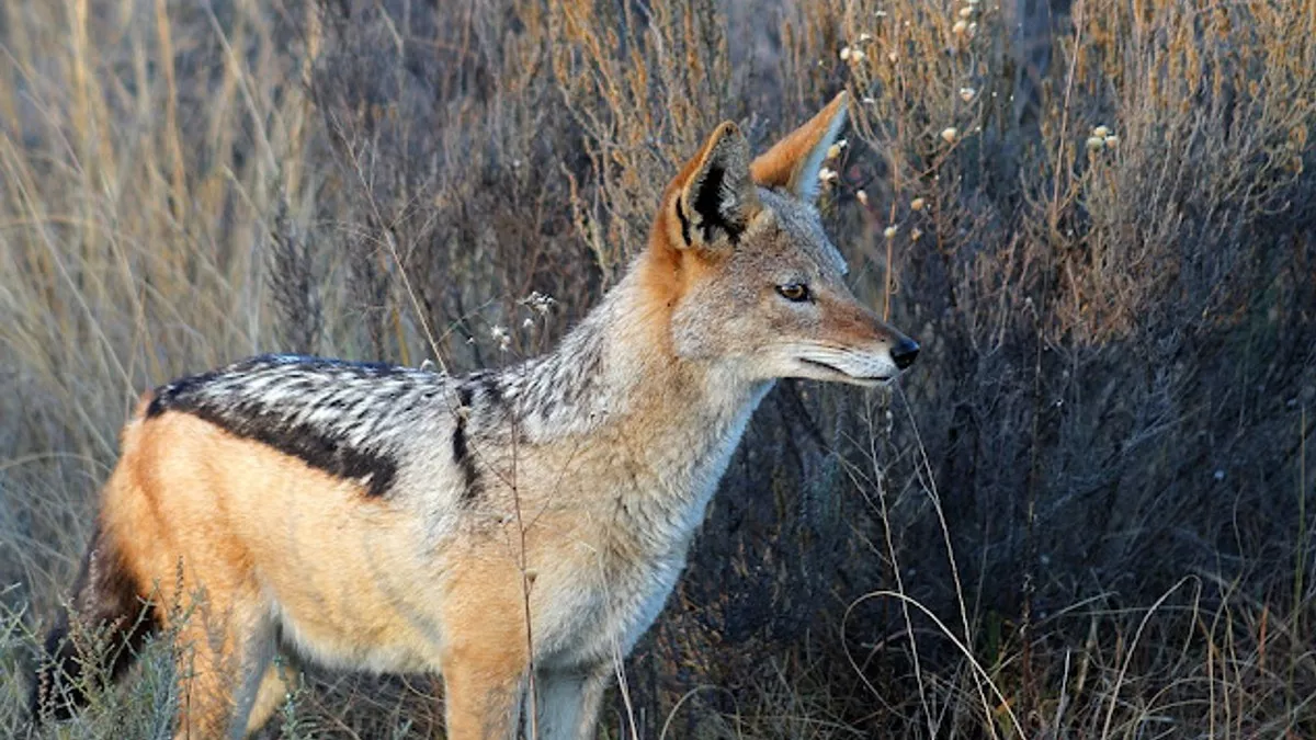 बिहार में आदमखोर टाइगर के बाद जैकाल का आतंक, लखीसराय में एक दर्जन लोगों पर किया हमला - After man-eating tiger in Bihar, terror of jackal, attack on a dozen people in बिहार में आदमखोर टाइगर के बाद जैकाल का आतंक, लखीसराय में एक दर्जन लोगों पर किया हमला - After man-eating tiger in Bihar, terror of jackal, attack on a dozen people in
