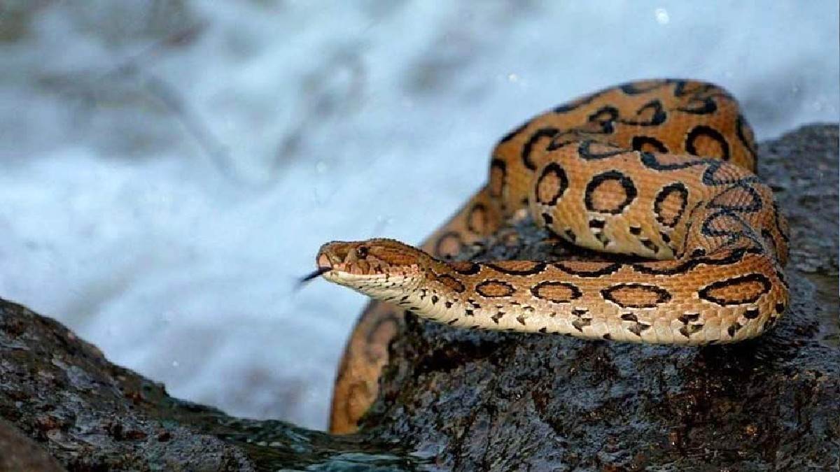 https://www.jagranimages.com/images/newimg/12102023/12_10_2023-13_07_2022-russell_viper_22886644_1_23554154.jpg