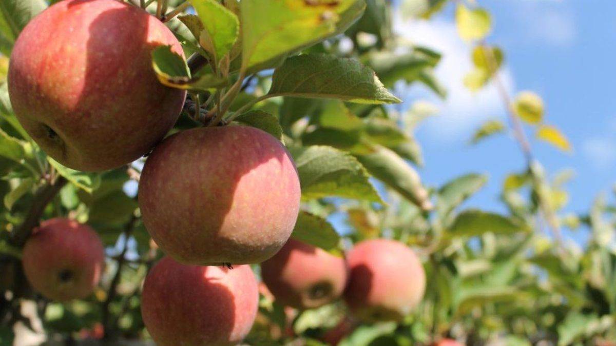 new apple policy released in uttarakhand now production will increase farmers will get this special benefit