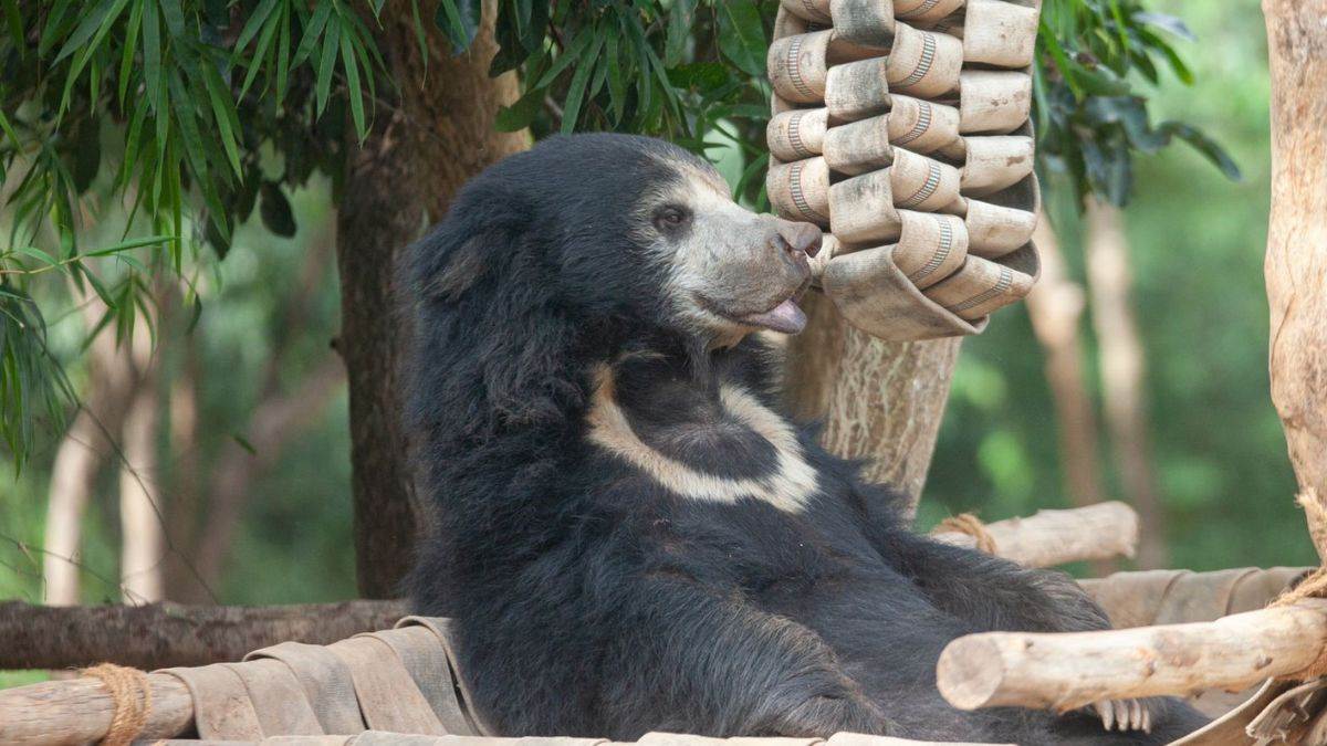 world sloth bear day agra bear rescue facility give task to bear in conservation celebrating 30 years of conservation efforts
