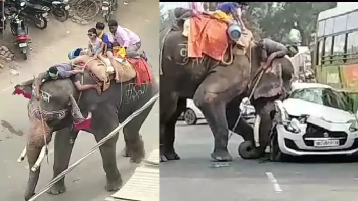सारण के एकमा झंडा जुलूस में बिदके हाथी ने मचाया कोहराम।