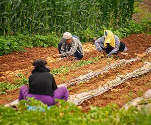 आलू की खेती करते हुए किसानों की तस्वीर