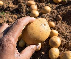 आलू की खेती के लिए प्रतीकात्मक तस्वीर