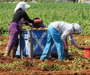 आलू की फसल की पैदावार के लिए तस्वीर
