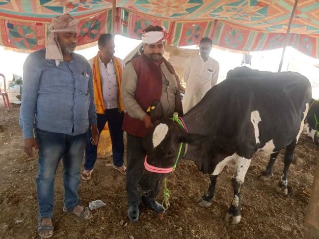 haryanas five lakh murrah buffalo queen eats apple and gram