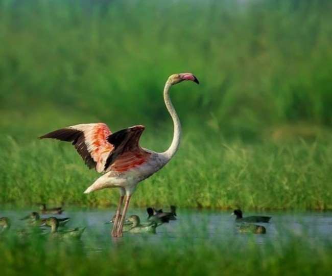 agra took steps for tourism along with research on birds