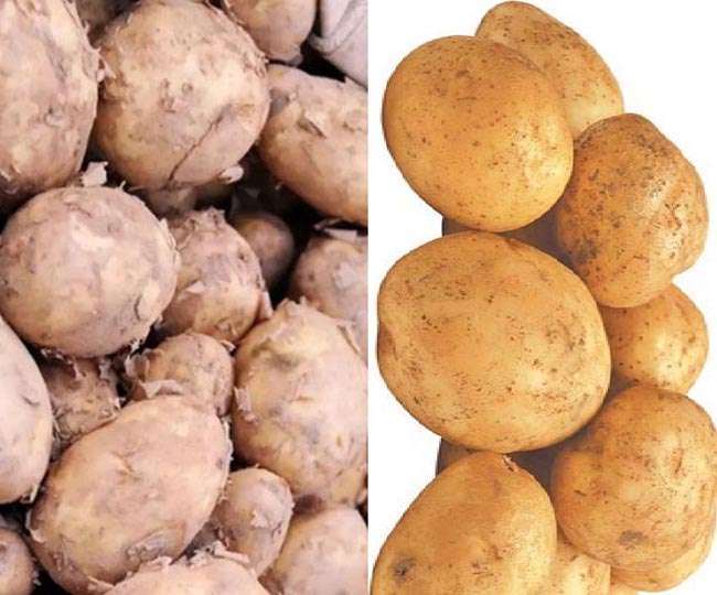 पंजाब की फसल आने से घटनी शुरू हो गई स्थानीय आलू की मांग।