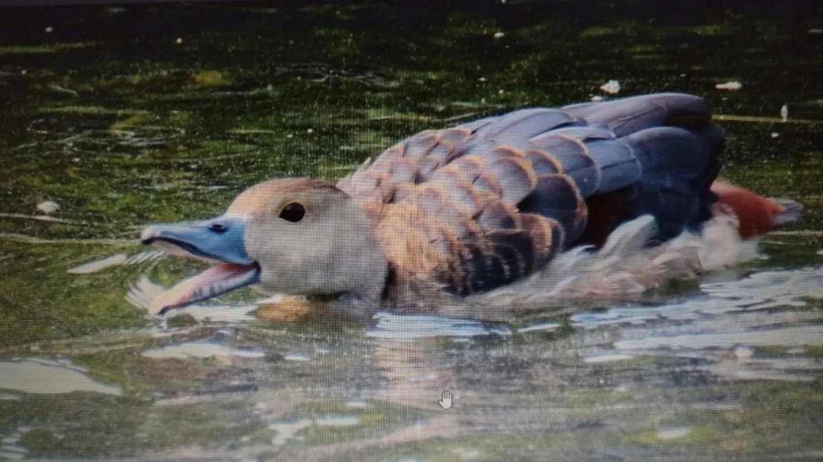 अमेरिका व अफ्रीका से पटना आए हैं खास विदेशी 'मेहमान', समंदर पार से आए  प्रवासी पक्षियों का आप भी कर सकते दीदार - Migratory Birds came in Patna  Rajdhani Jalashay ...
