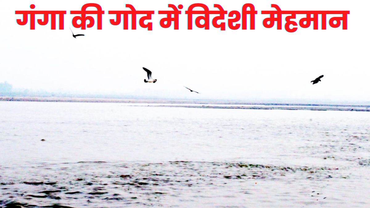 https://www.jagranimages.com/images/newimg/12112022/12_11_2022-birds_23199113.jpg