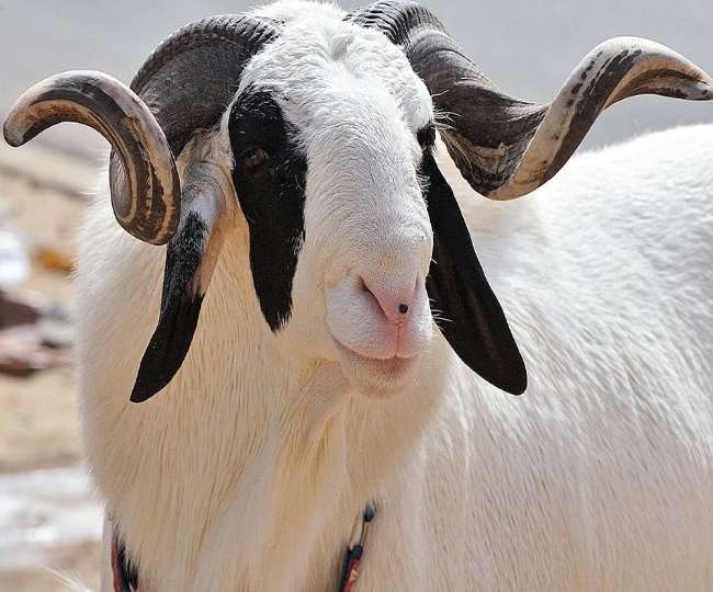 भेड़ों का व्यवहार असामान्य हुआ, यह व्यंग्य था...खबर नहीं !