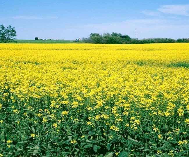 rabi crop sowing remained ineffective despite farmer agitation wheat sown near normal jagran special