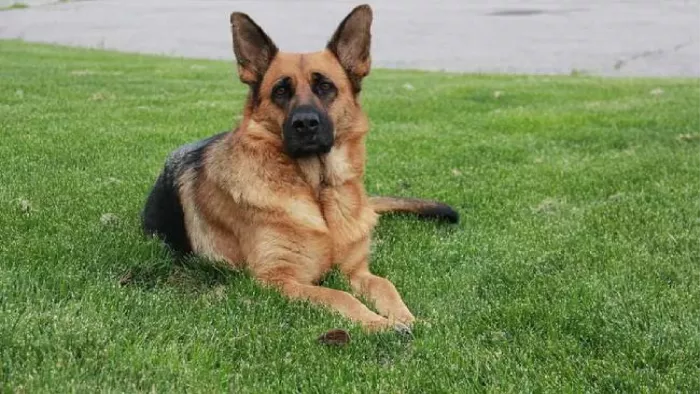 New Dog Policy: नोएडा में लागू हुई डॉग पॉलिसी