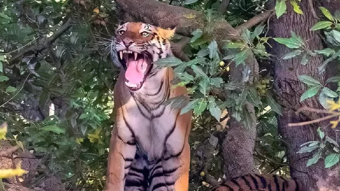 Pilibhit Tiger Reserve : पीलीभीत टाइगर रिजर्व में बाघ।