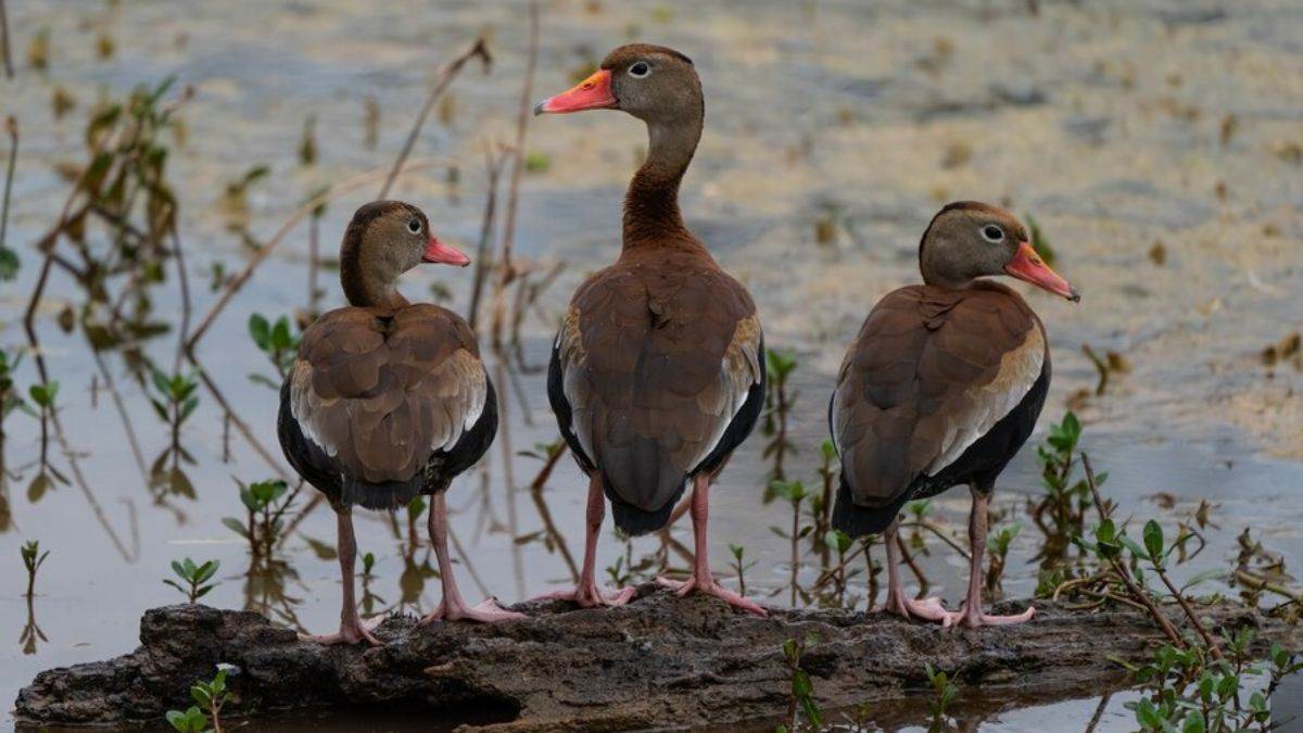 top destinations in north india are buzzing with migratory birds in winter season