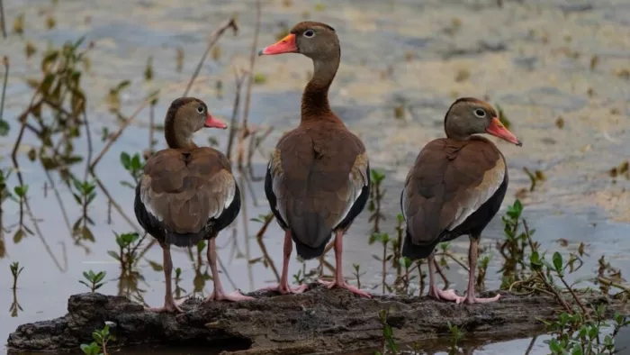 नॉर्थ इंडिया में Migratory Birds के लिए फेमस हैं ये जगहें। (Image Credit- Freepik)
