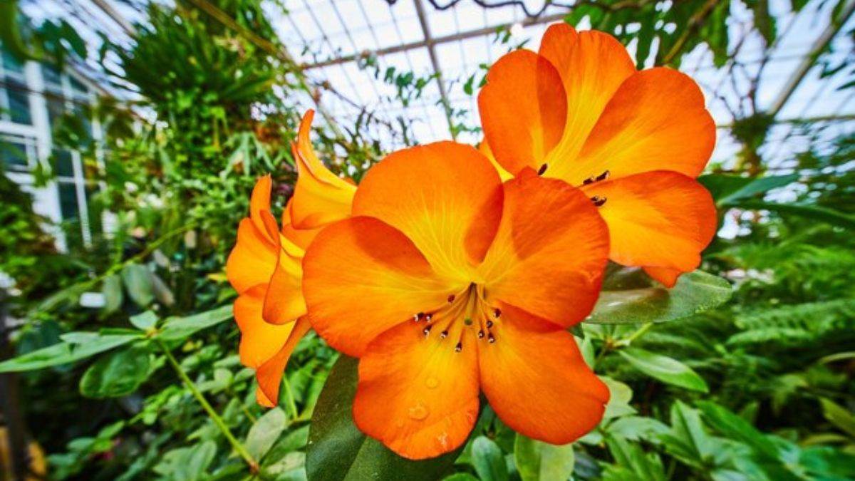 these colorful flowers will make the garden beautiful in winter along with the fragrance the house will be filled with positivity