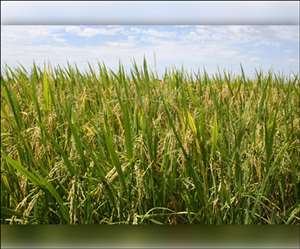 उत्तर प्रदेश में हर खेत को मिला भरपूर पानी तो लहलहाई फसल