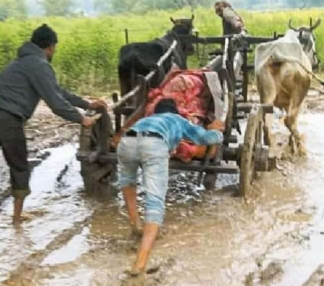 कीचड़ में फसी बैलगाड़ी को बाहर निकालने के लिए धक्का देता रह गया बेटा।